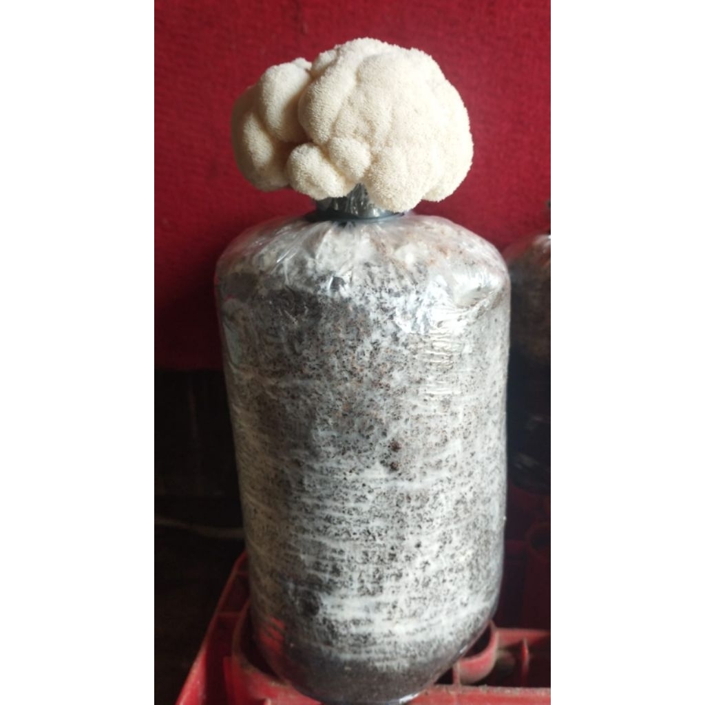 

Baglog Jamur Lion's Mane