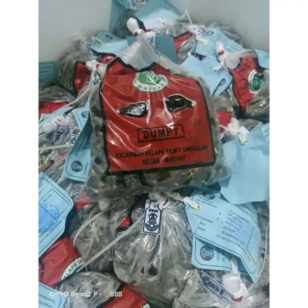 Bibit benih tanaman benih kelapa sawit ppks Marehat