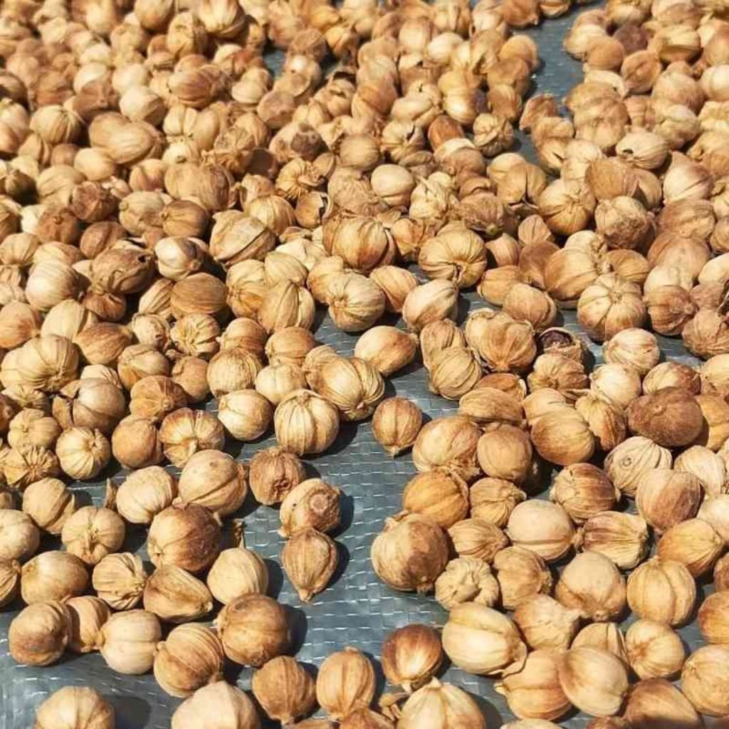 

kapulaga kering kapulaga lokal alami 100% berat 50g