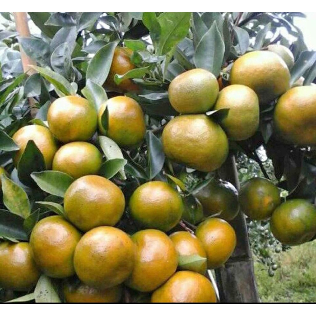 BIBIT JERUK SIAM MADU MALANG