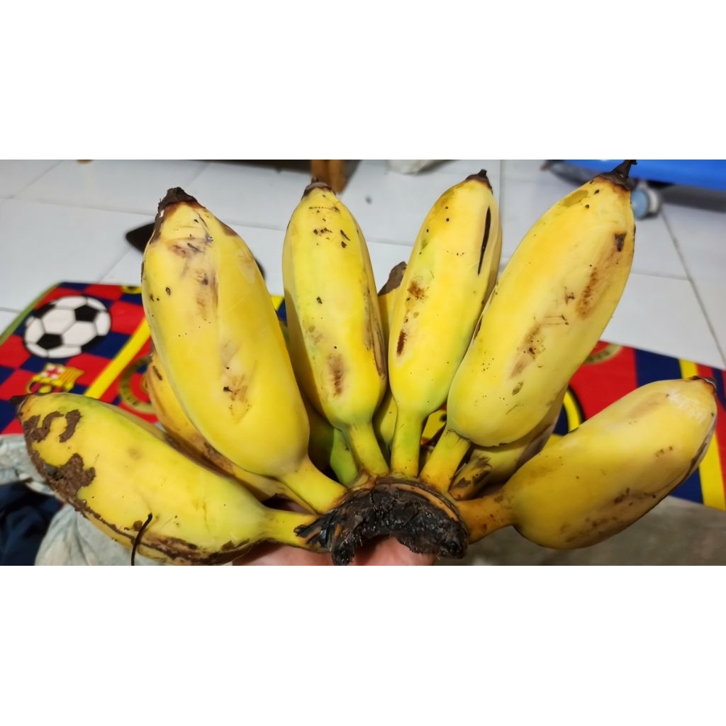 

readystock ya kaka pisang jimbluk nya di jual per kg yaaa