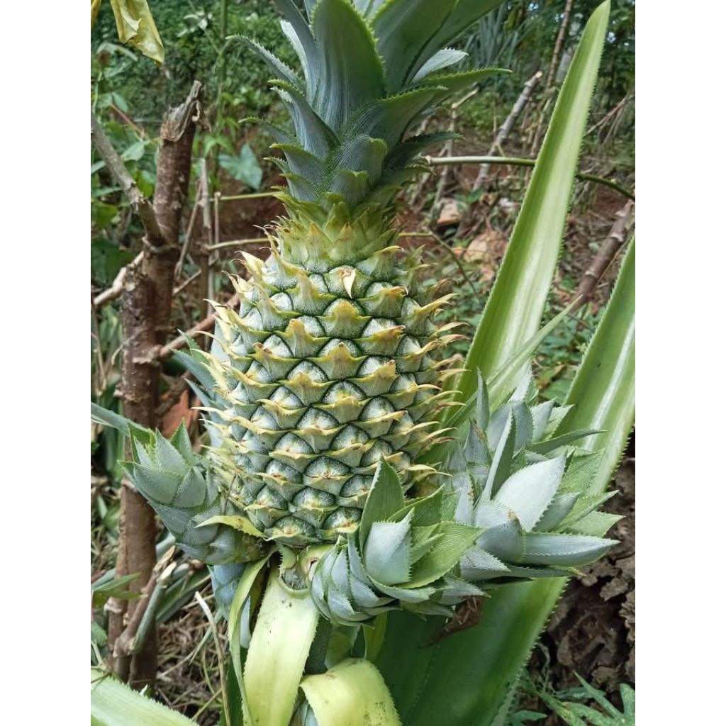 

Buah Nanas Muda Fresh Nanas Lokal