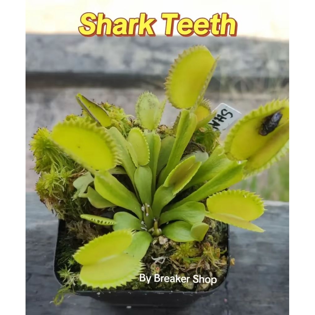 VFT Venus Fly Trap Shark Teeth