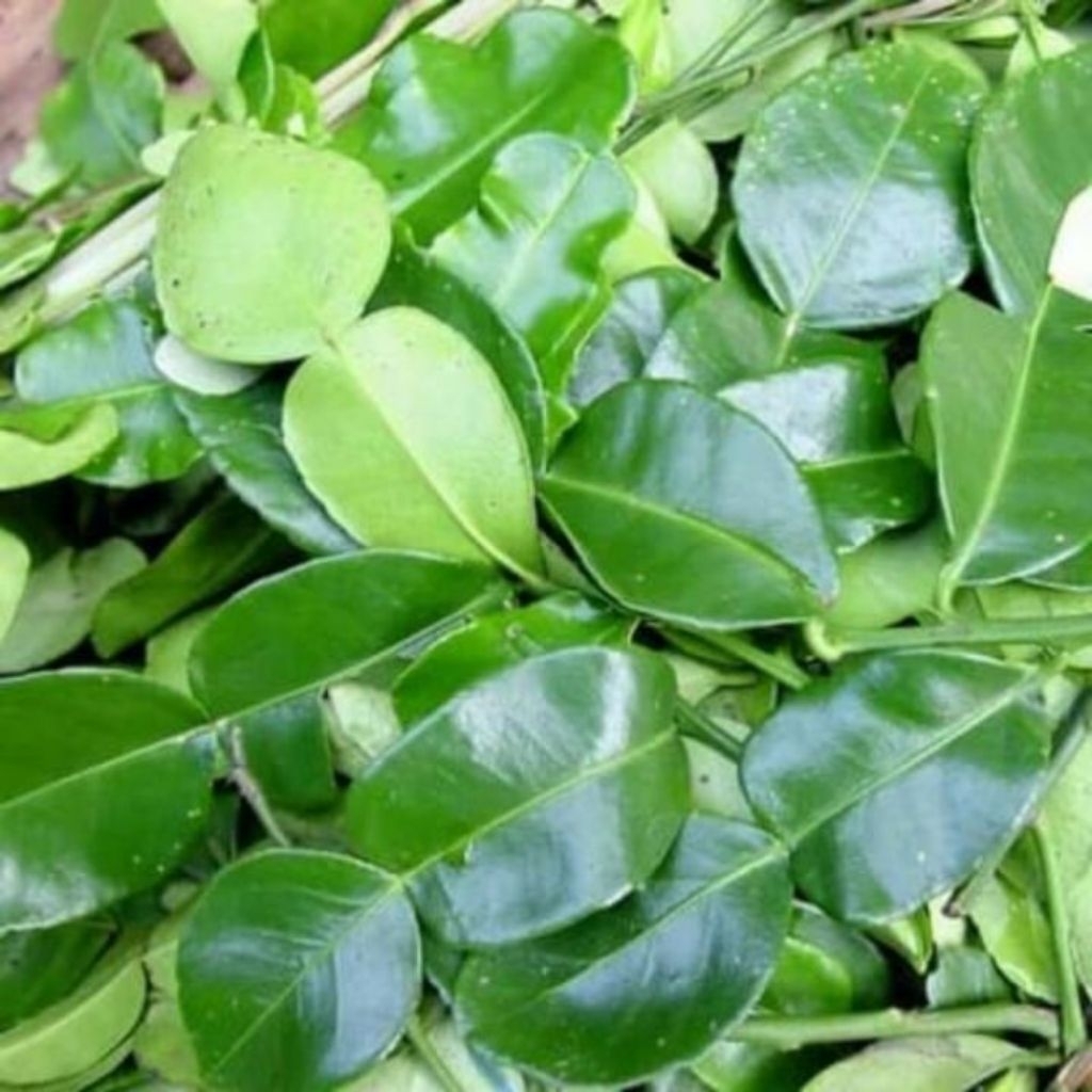 

daun jeruk purut angka 8 segar 1kg