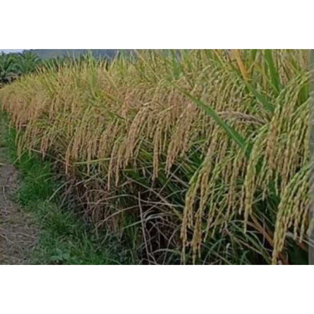 bibit padi inpari 31