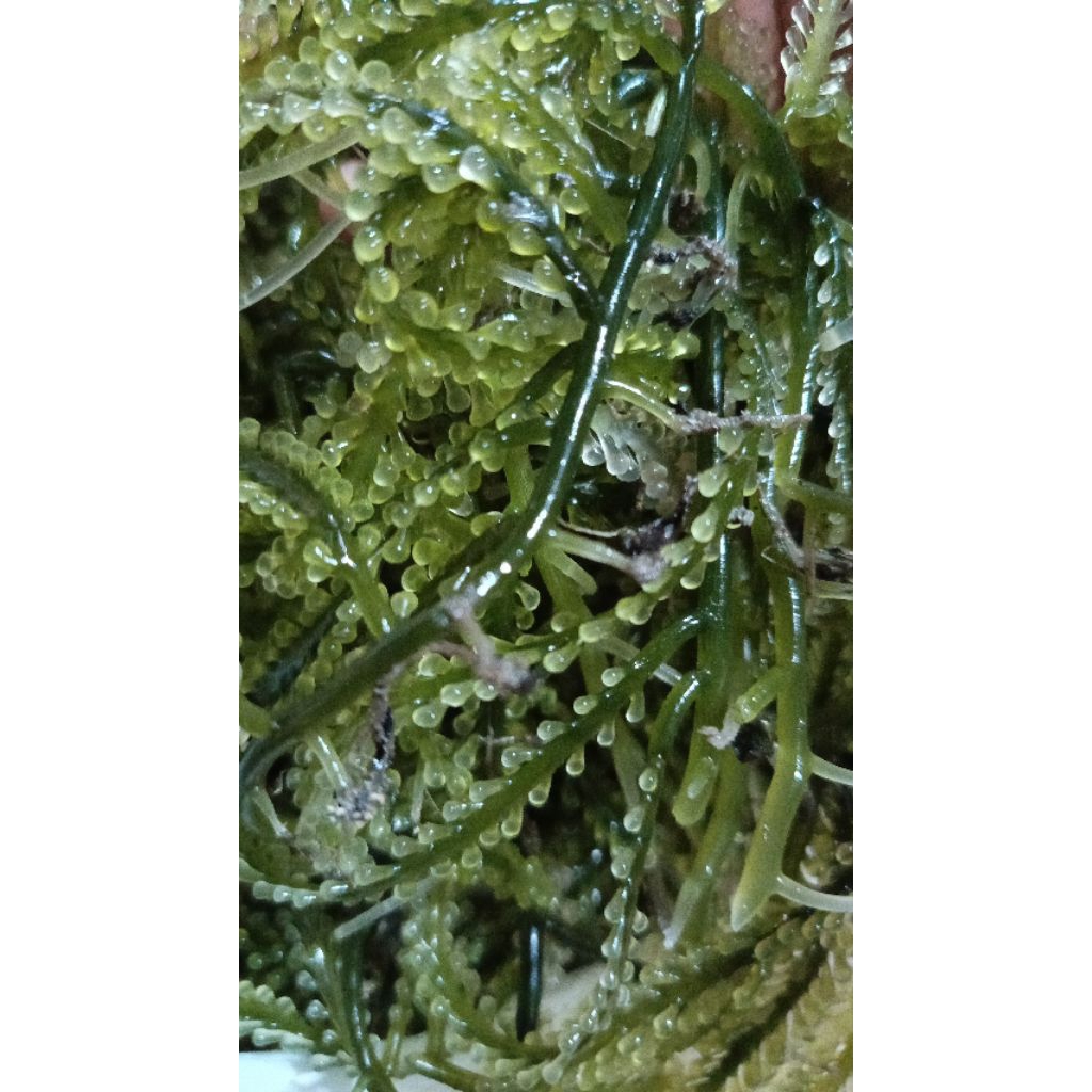 

Latoh, Anggur Laut, Seagrape, Umibudo