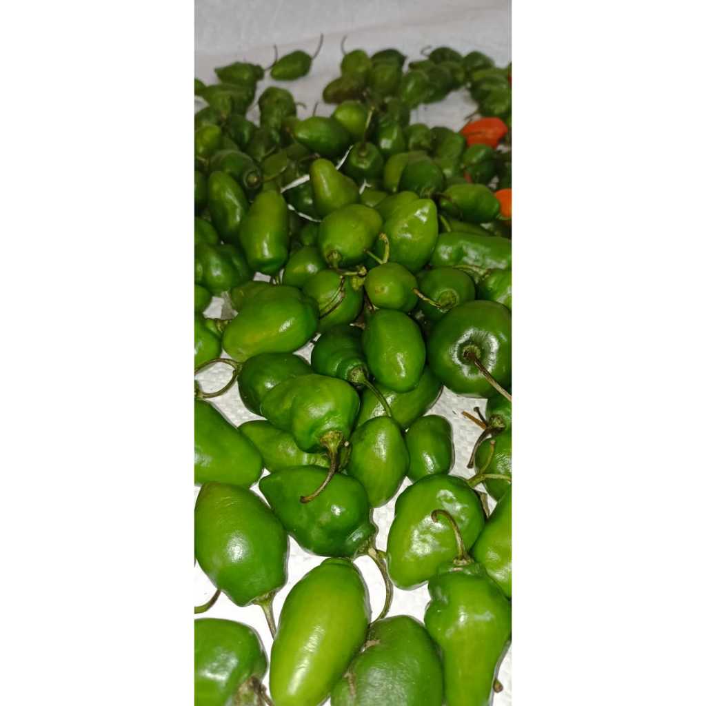 

cabe gendot viral 1kg