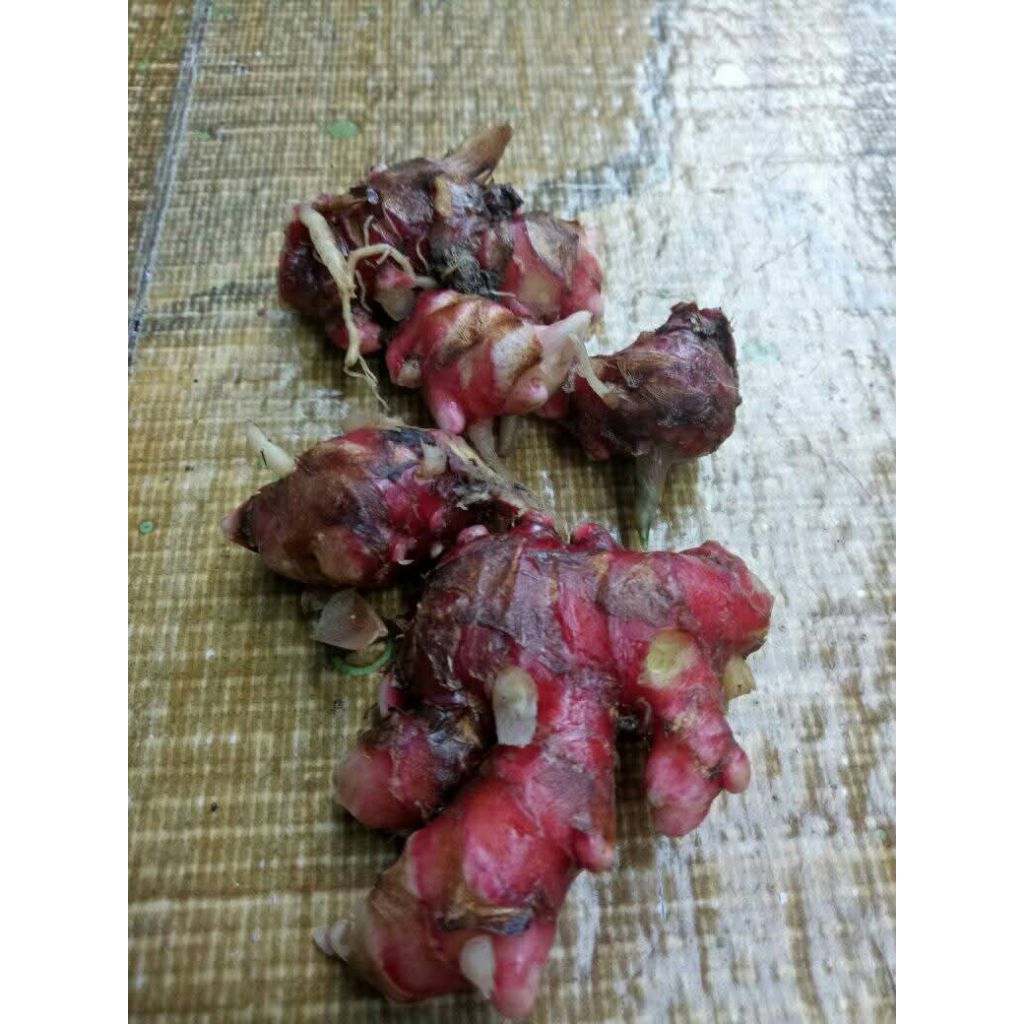 

JAHE MERAH SEGAR FRESH 1 kg