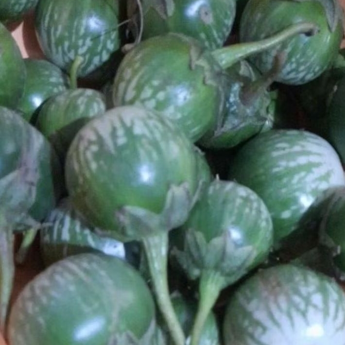 

Terong lalap Terong ijo Terong bulat segar