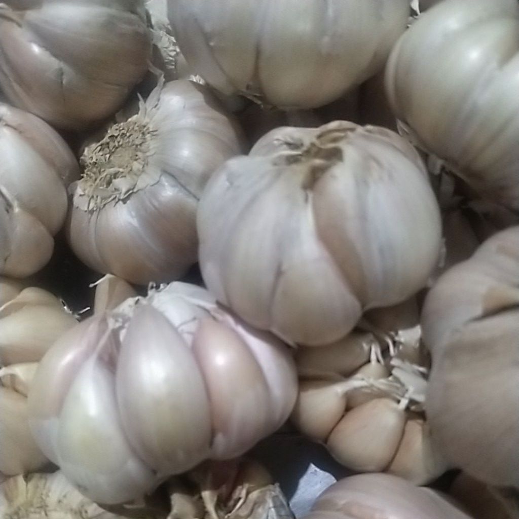 

bawang putih bersih 1kg