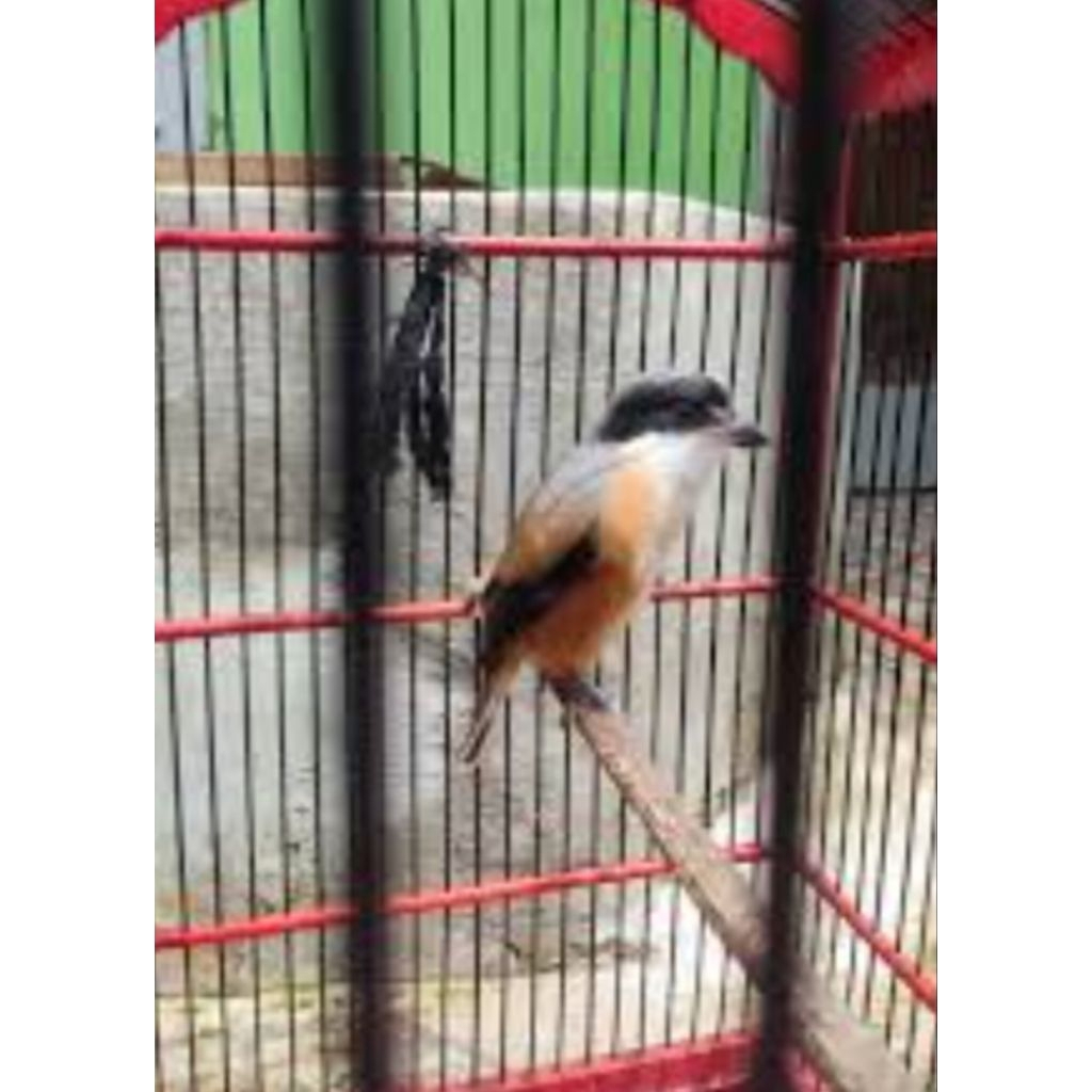 pentet Jatim Bondol rawatan