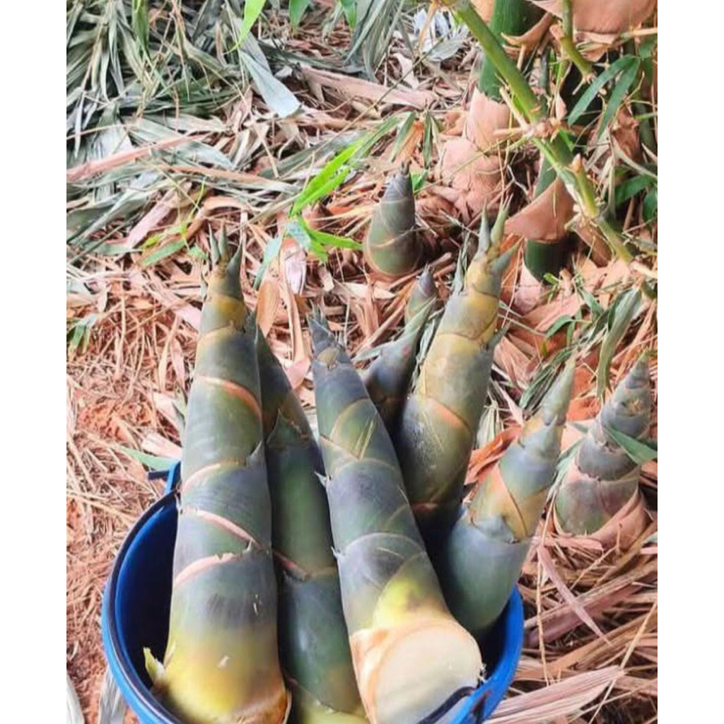 

2kg REBUNG MENTAH FRESH