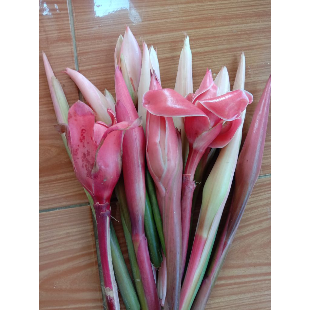 

Bunga kecombrang/Bunga honje/comrang/rombeh /romeh fresh 1 kg