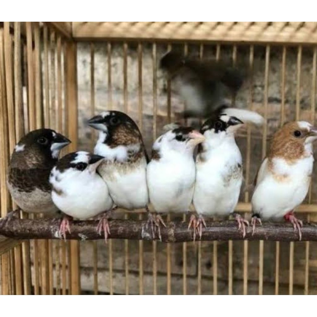 emje ( emprit jepang)