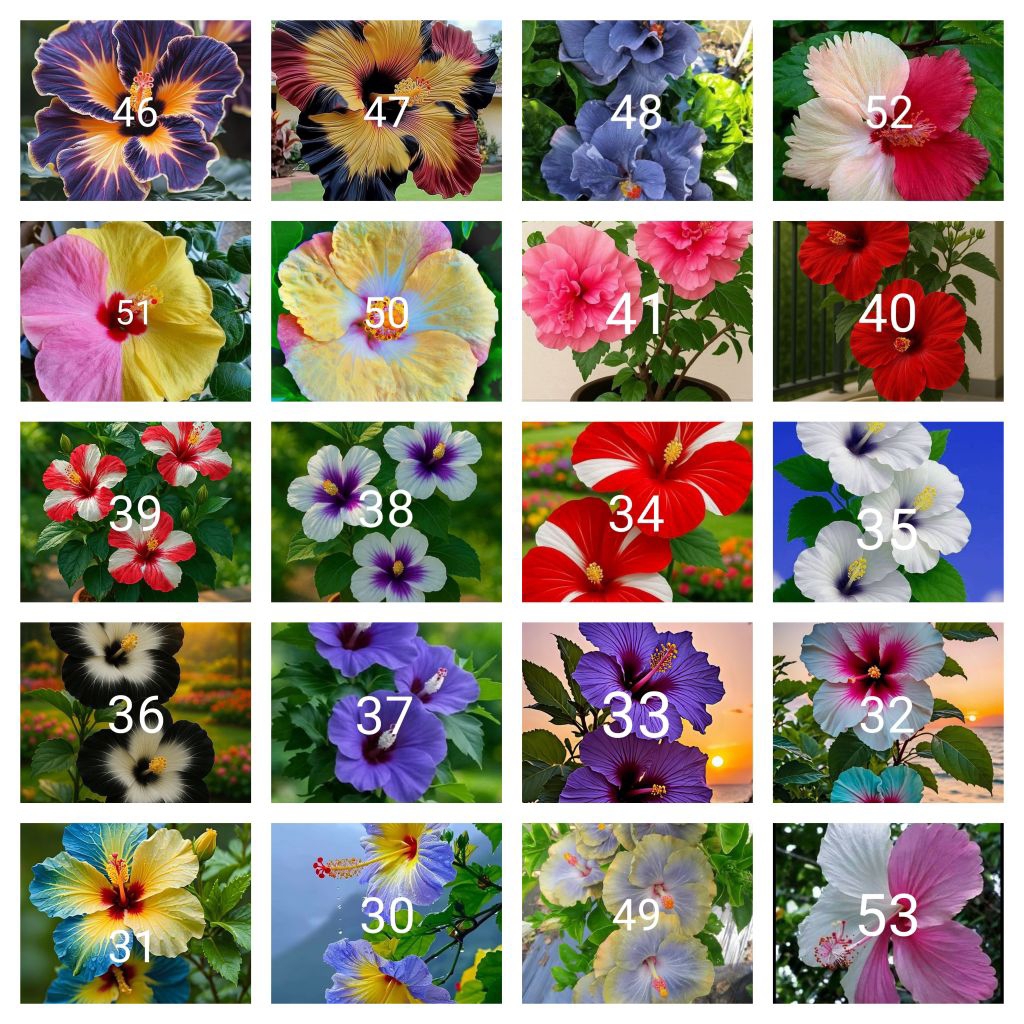 Tanaman hias paket 20 kembang sepatu jenis2x bunga