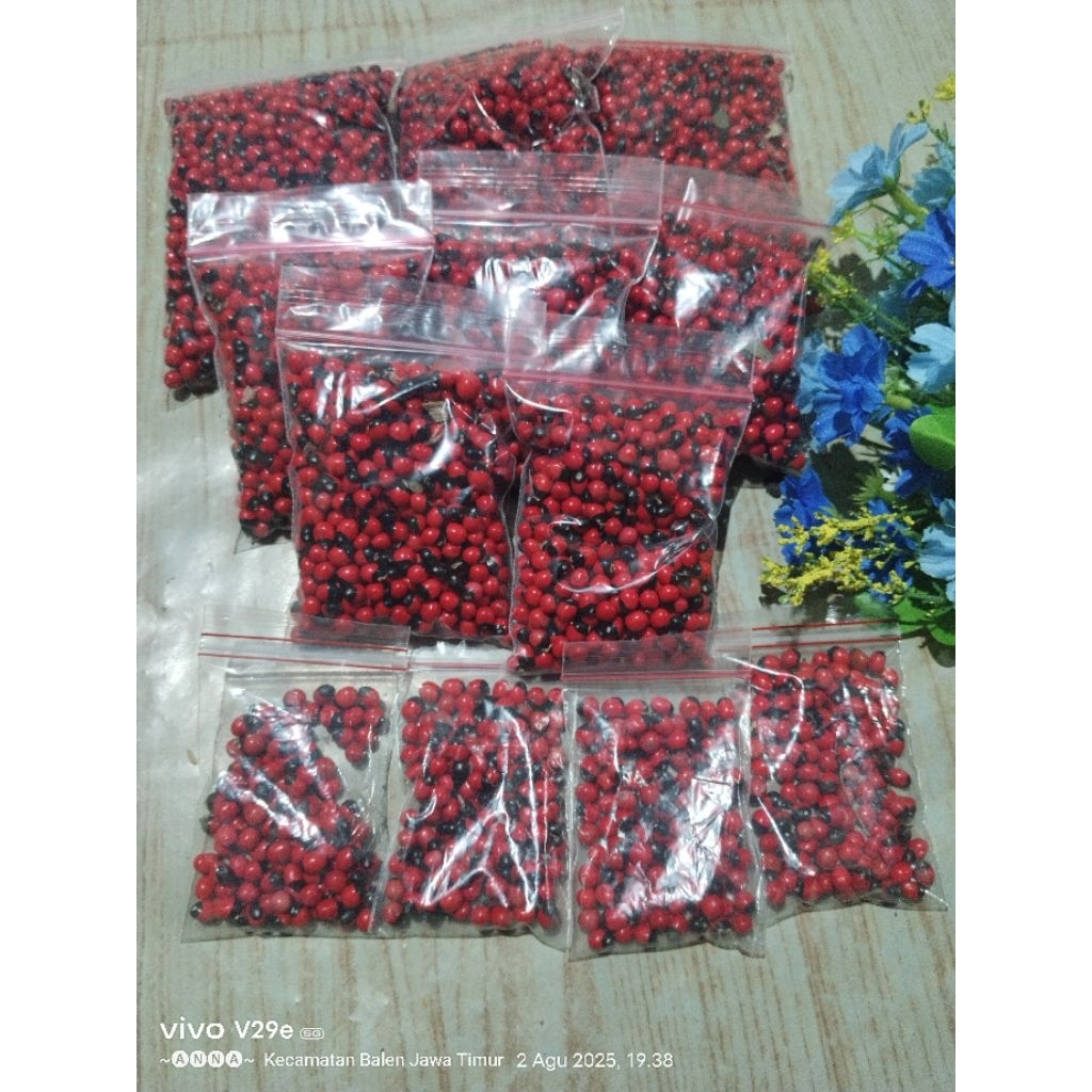 

sogok tunteng/biji saga rambat kualitas PREMIUM,10 100