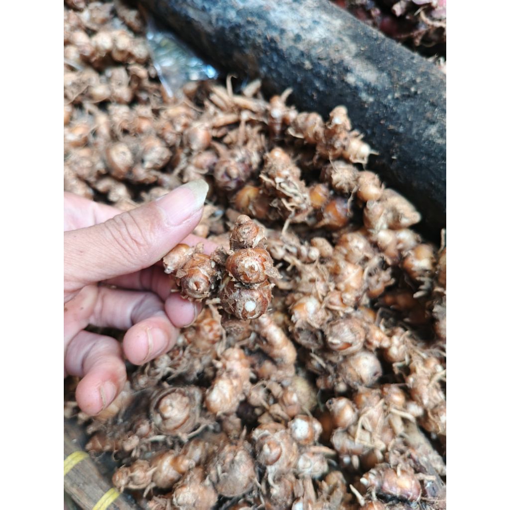 

kencur/cikur per 100gr sisp kirim