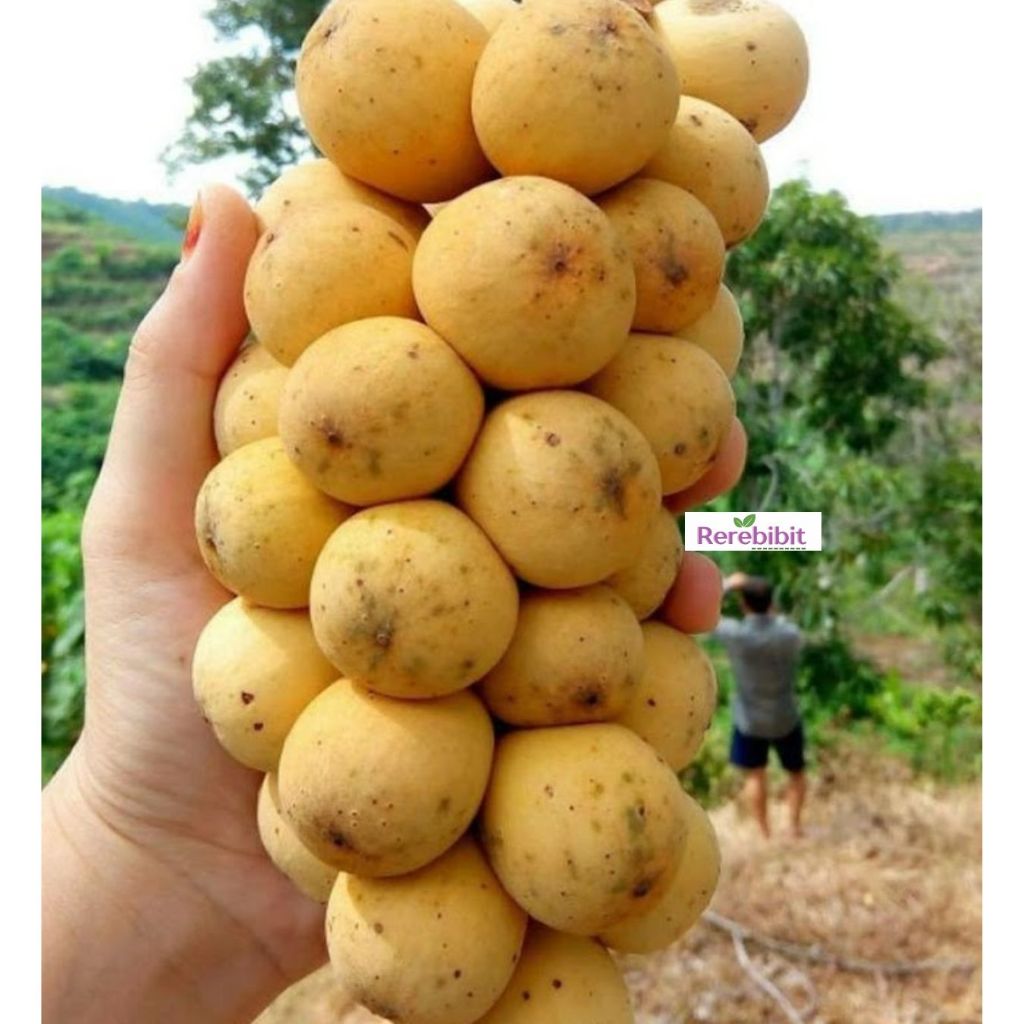 Bibit Duku Palembang Tanpa Biji Cepat Berbuah