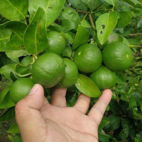 

jeruk nipis 1 kg fresh / jeruk nipis