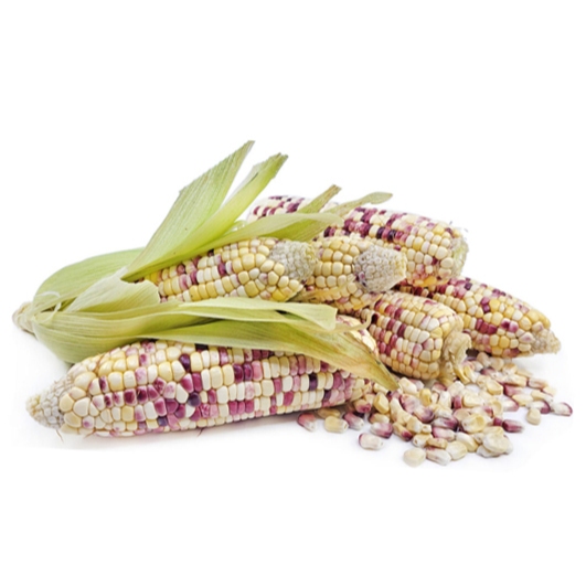 

Jagung Ketan / Jagung Ketan Putih Ketan Merah / Jagung / 1 Kg