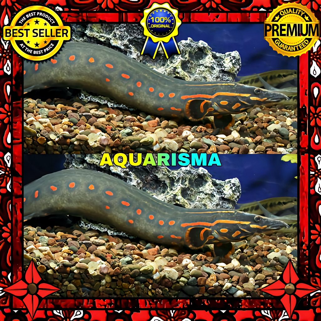 KEBUTUHAN AKUARIUM - SILI TILAN API FIRE EEL MASTACEMBELUS ERYTHROTAENIA 6-7 CM