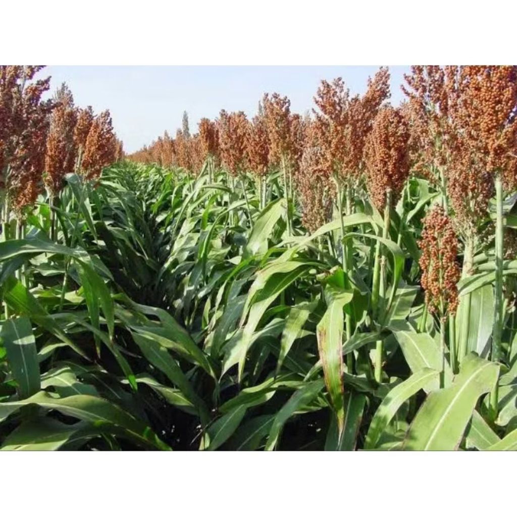 Biji benih sorgum merah