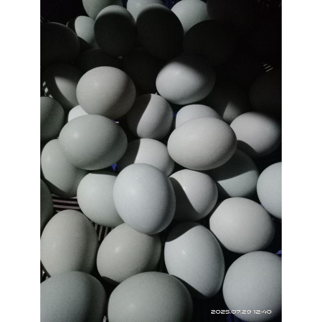 

6 Butir Telur Bebek Mentah Pangon / Telur Bebek Mentah Senopati / Telur Bebek Hantaran