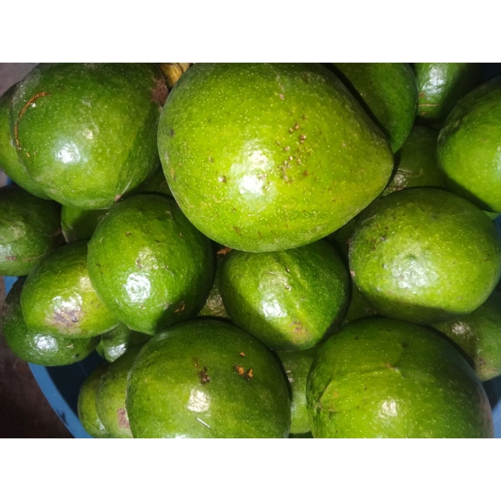 

Alpukat seger per kilogram