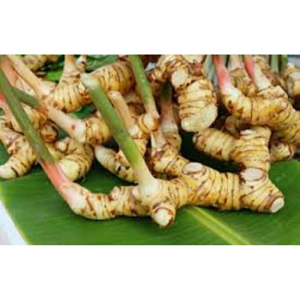 

Lengkuas fresh kaya akan manfaat