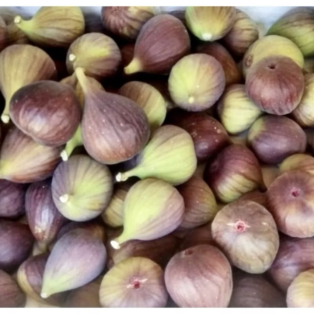 

Buah Tin Fresh Premium 5pcs/pack