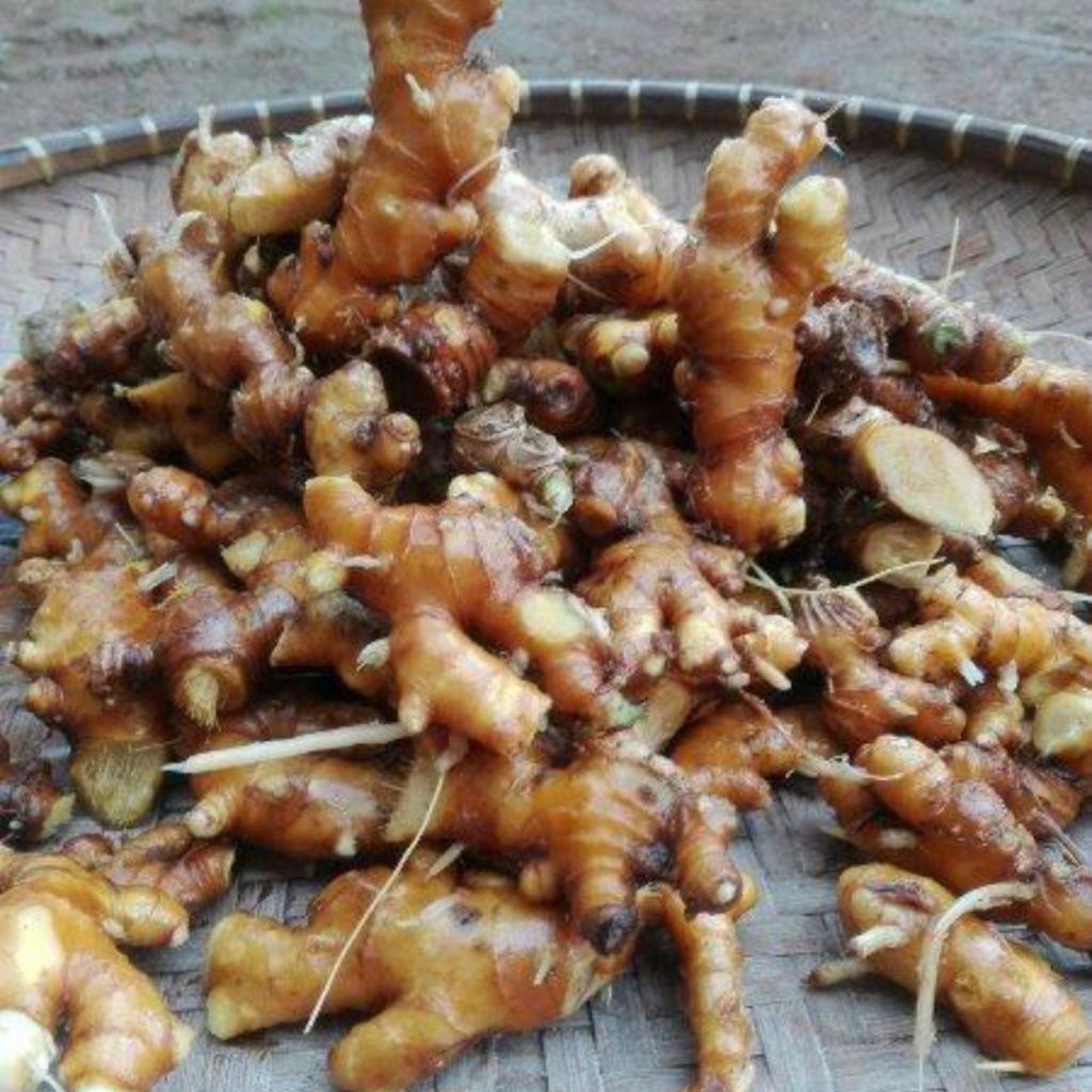 

Lempuyang segar 1 kg