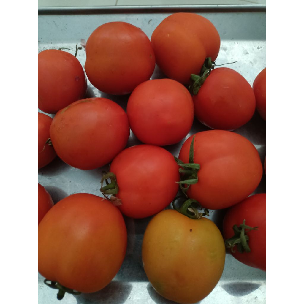 

tomat segar 1 kg