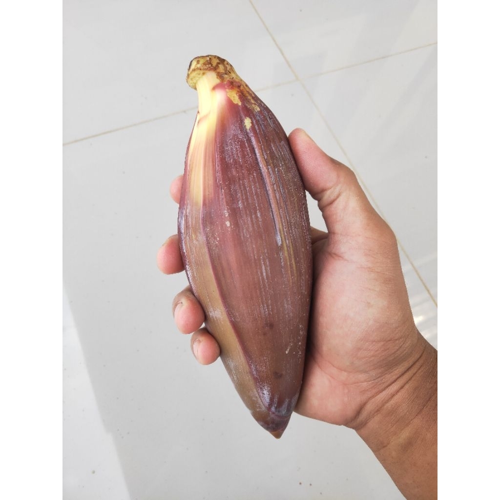 

Jantung pisang batu / klutuk fresh 1 pcs