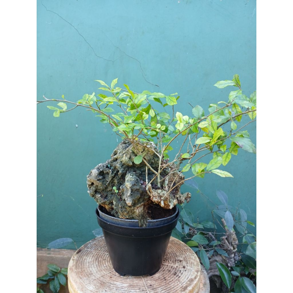 Bonsai serut on the rock