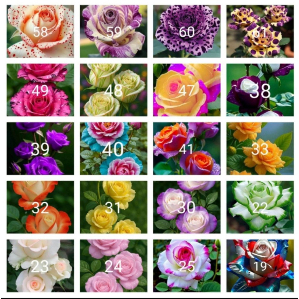 Tanaman hias bunga mawar paketv20 jenis2x bunga