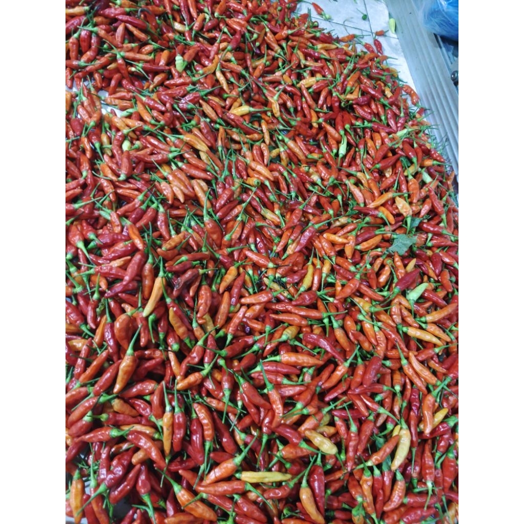 

Cabe Rawit Merah ORI super joss 1kg Murah