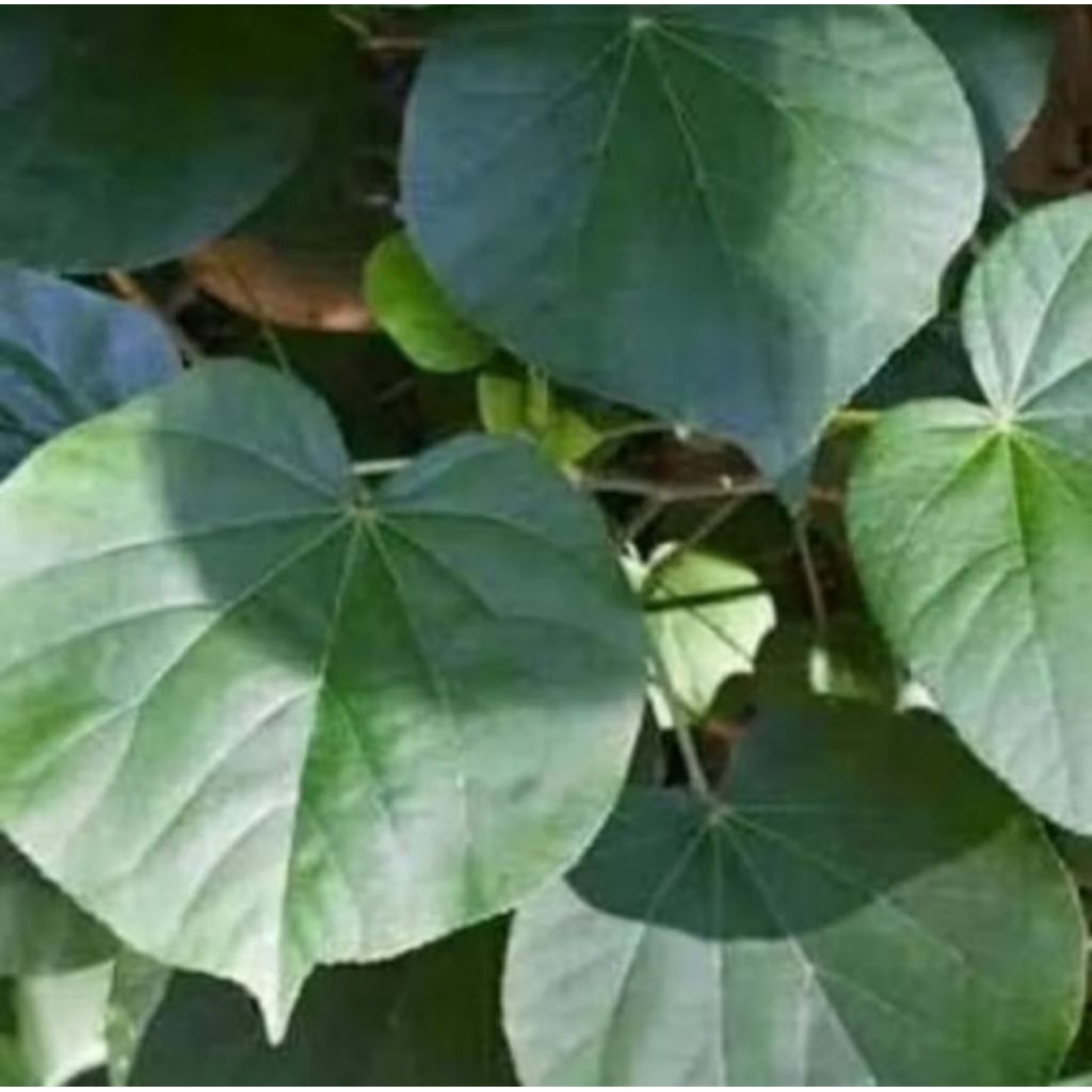 

jual Daun waru bungkus peyem per 50 lembar