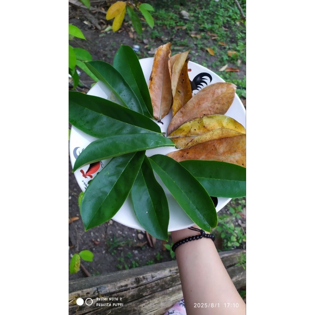 

Bundling Hemat Daun Sirsak Segar + Kering (Masing-masing 25 Lembar) khas Rempah Babasal Sulawesi