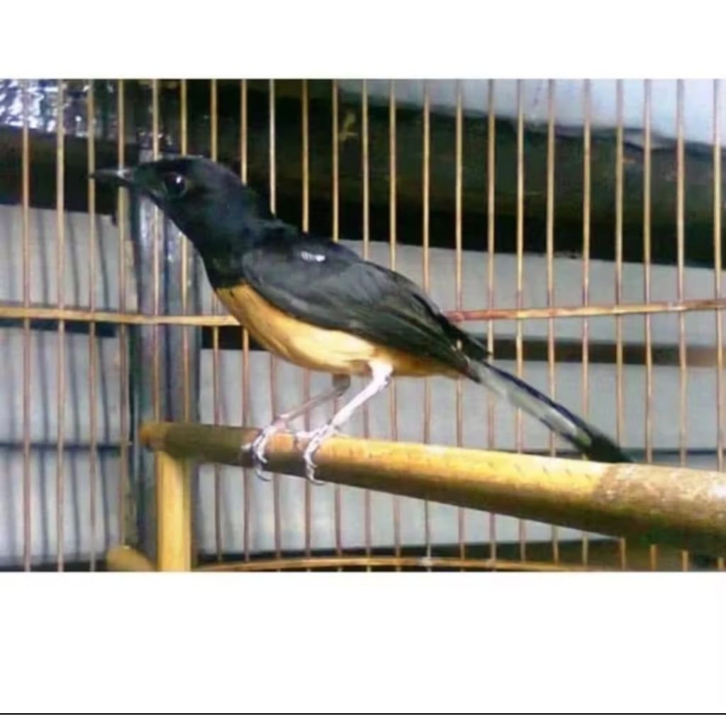 Murai betina Medan Original siap breeding