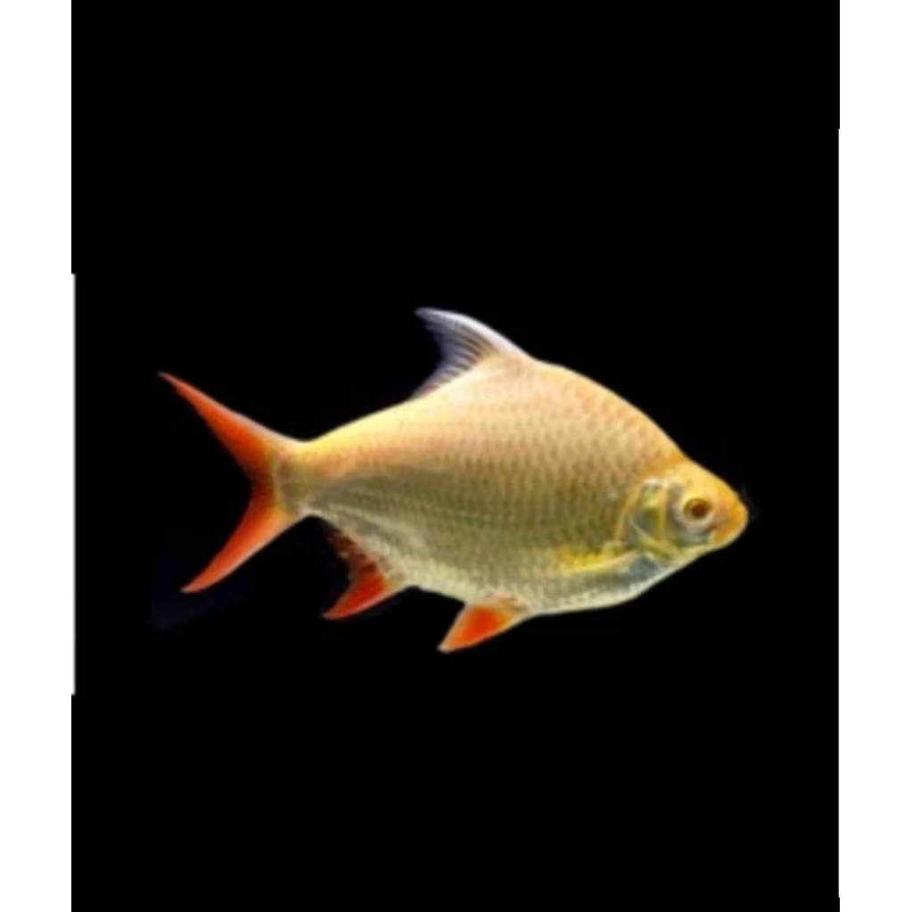 kaviat kafiat size 5-7 cm garansi 100%