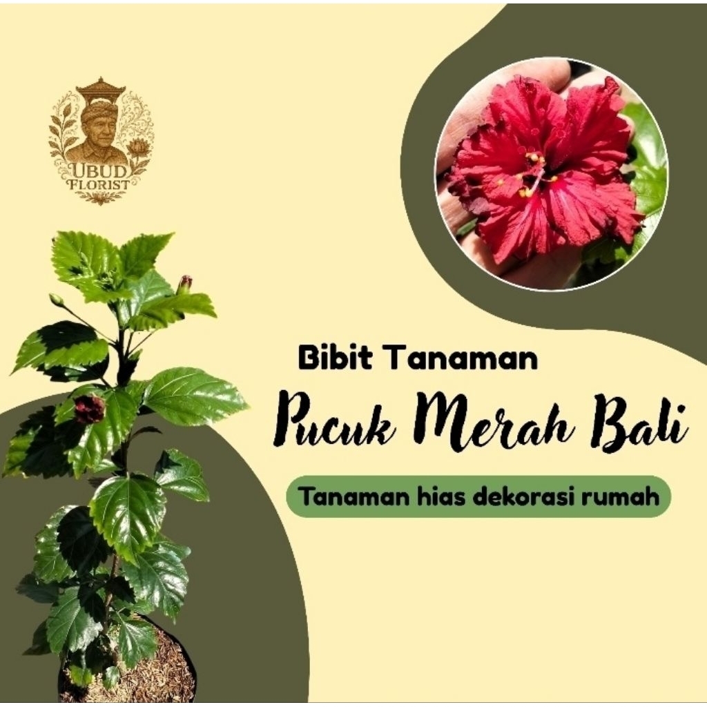 Tanaman Pucuk Merah Bali | Syzygium oleina | Arjuna Merah | Bunga Ribang | Tanaman Hias Daun Merah |