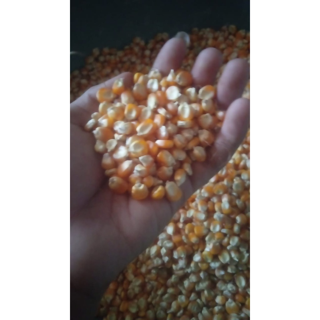 

jagung pipil 1kg