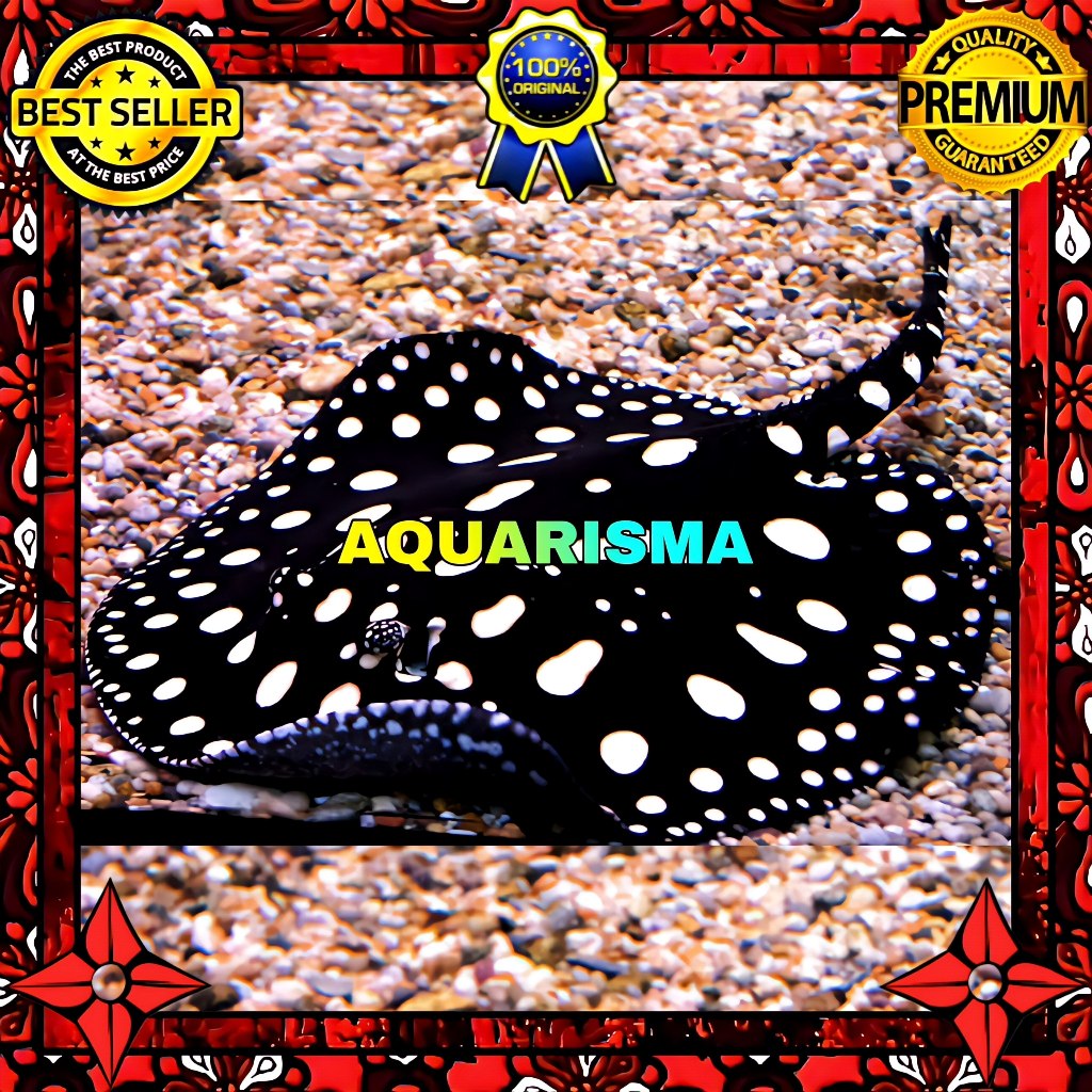 KEBUTUHAN AKUARIUM - PARI AIR TAWAR FROST BLACK DIAMOND HYBRID 45-50 CM