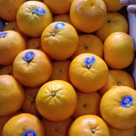 

BUAH JERUK HONEY MANDARIN WOGAN MANIS