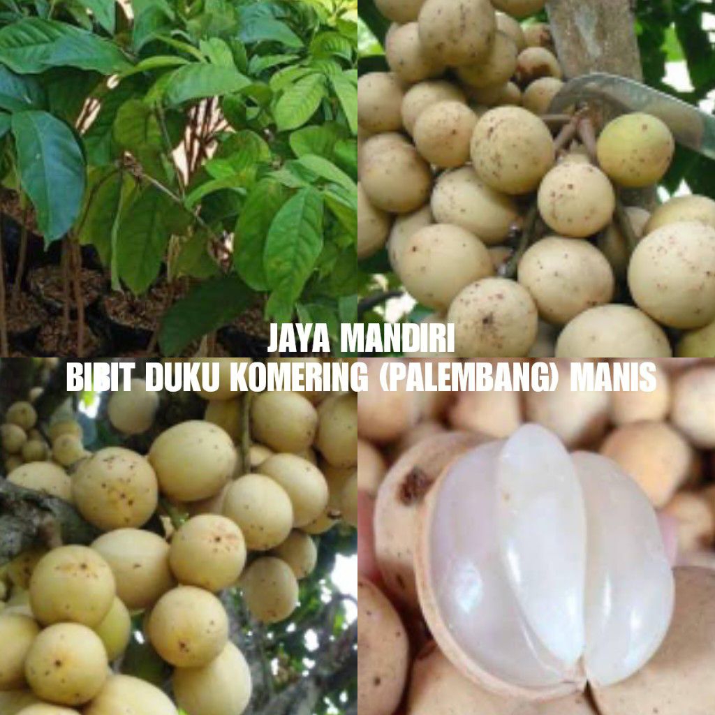 BIBIT DUKU KOMERING (PALEMBANG) SUPER