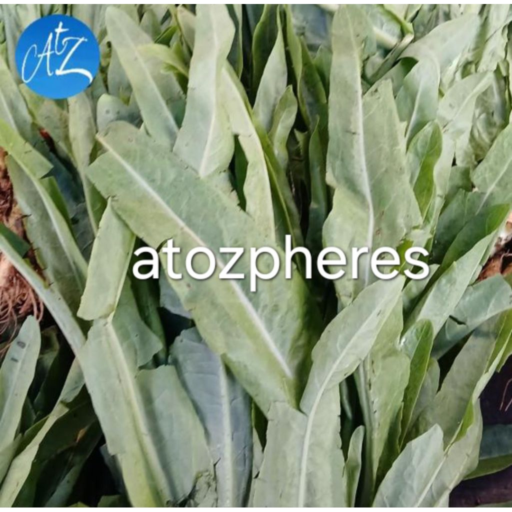 

Sayur hijau selada pandan segar pilihan fresh green vegetable