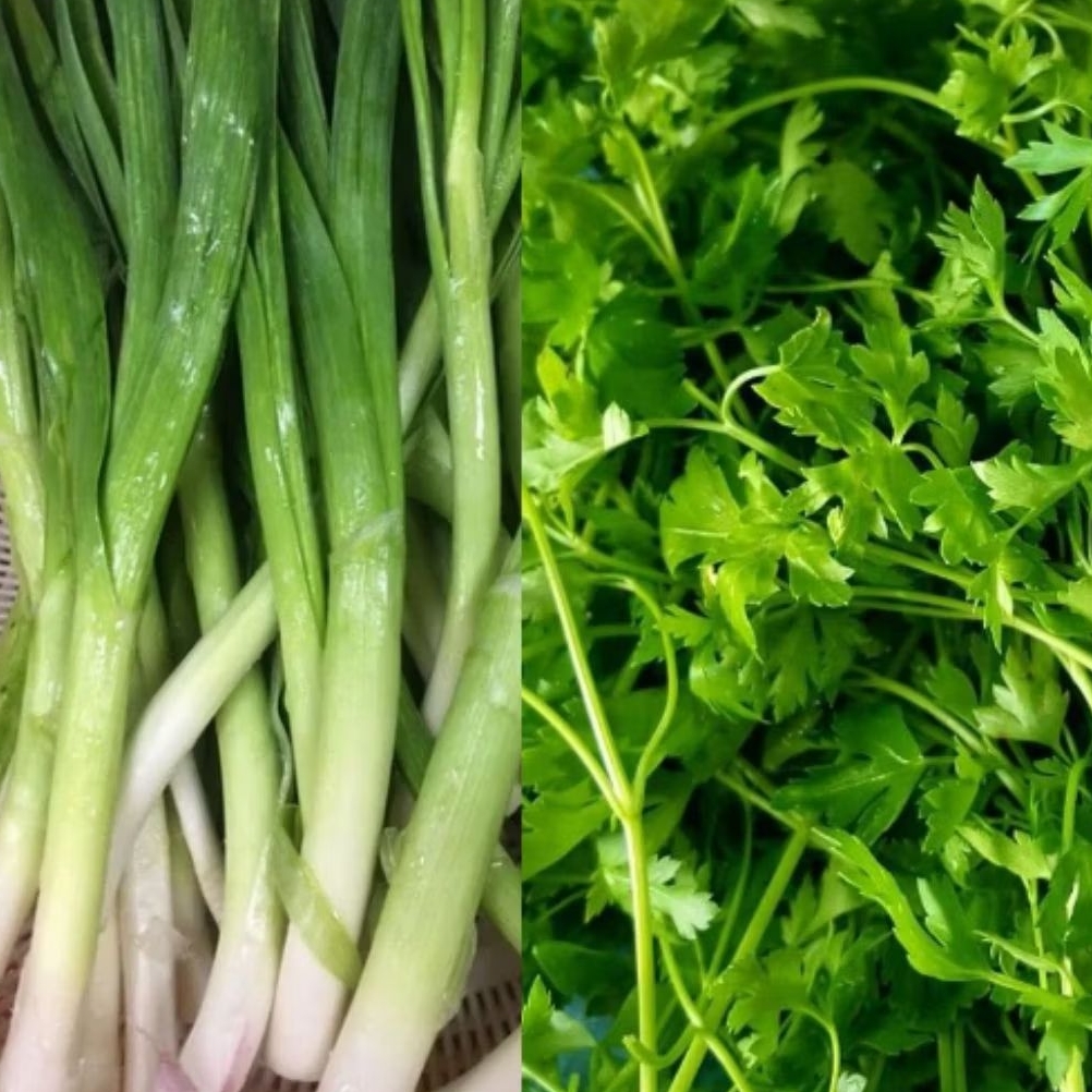 

INSTAN KOTA JAMBI Daun Bawang + Daun Sop