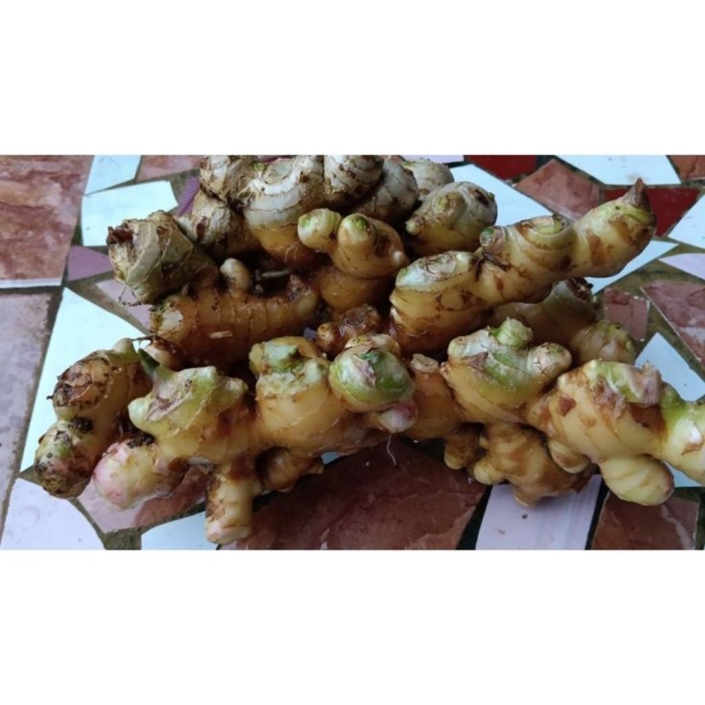 

250 gram jahe mprit segar sudah beresih siap kirim