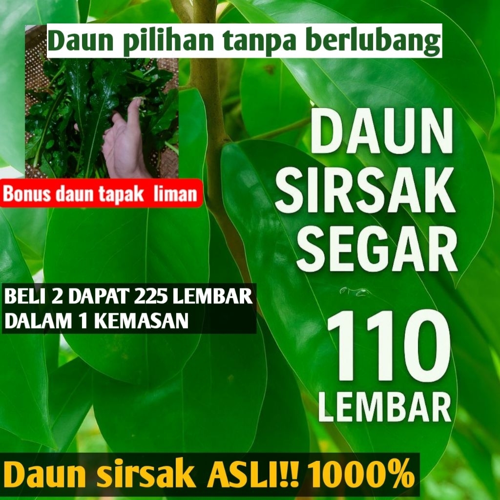 

Daun Sirsak Fresh dari Kebun – Obat Herbal Alami & Sehat 110 Lembar