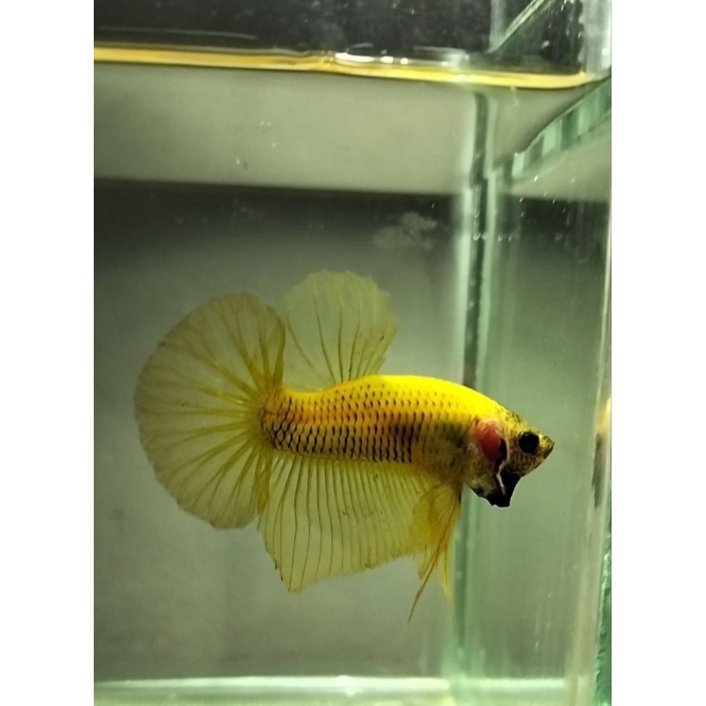 cupang hmpk yellow jantan kode 01 size M sesuai foto/vidio 100% real pict